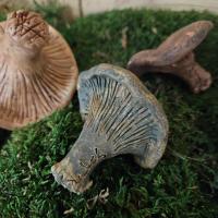 7 champignons terre cuite